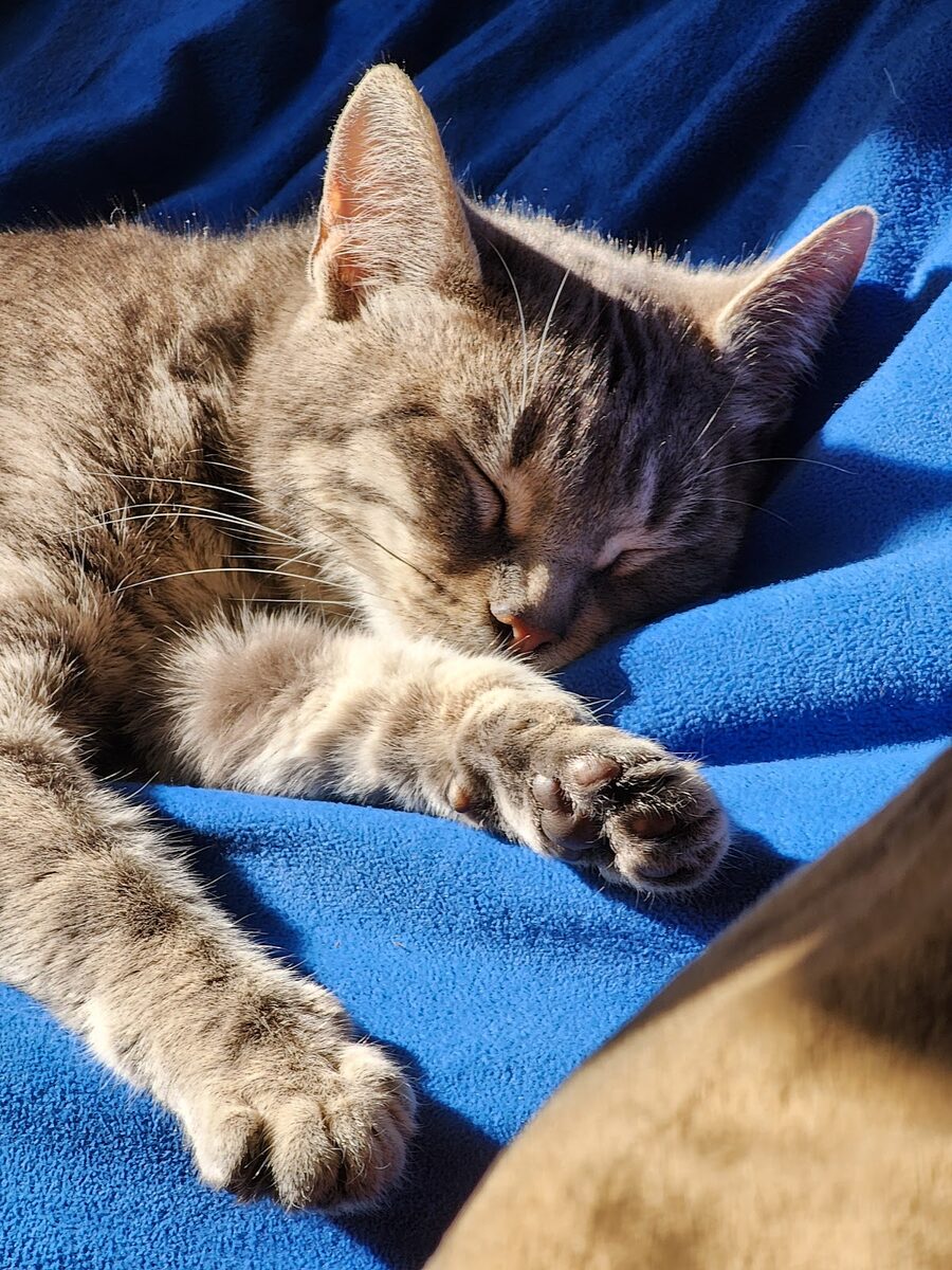 A tabby cat napping on a blue blanket