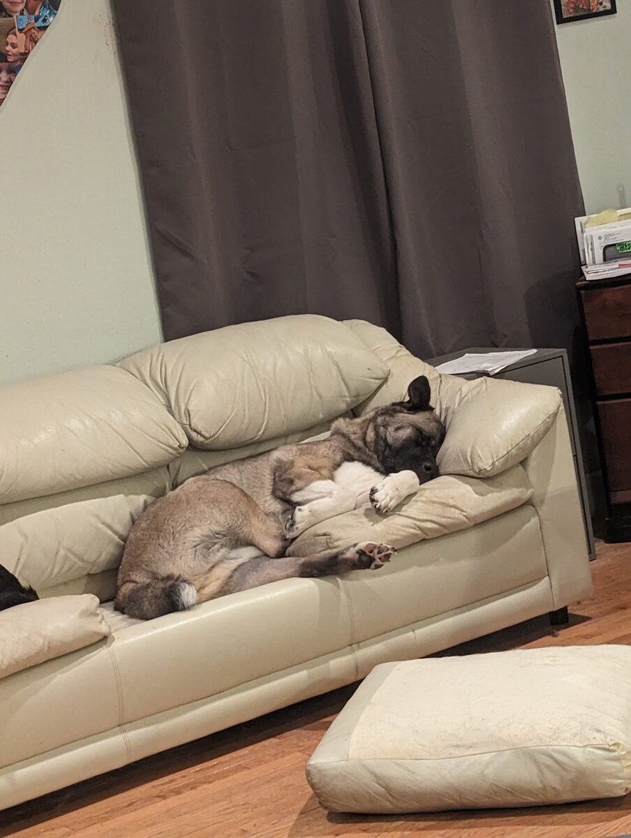 Two cats curled up together on a couch