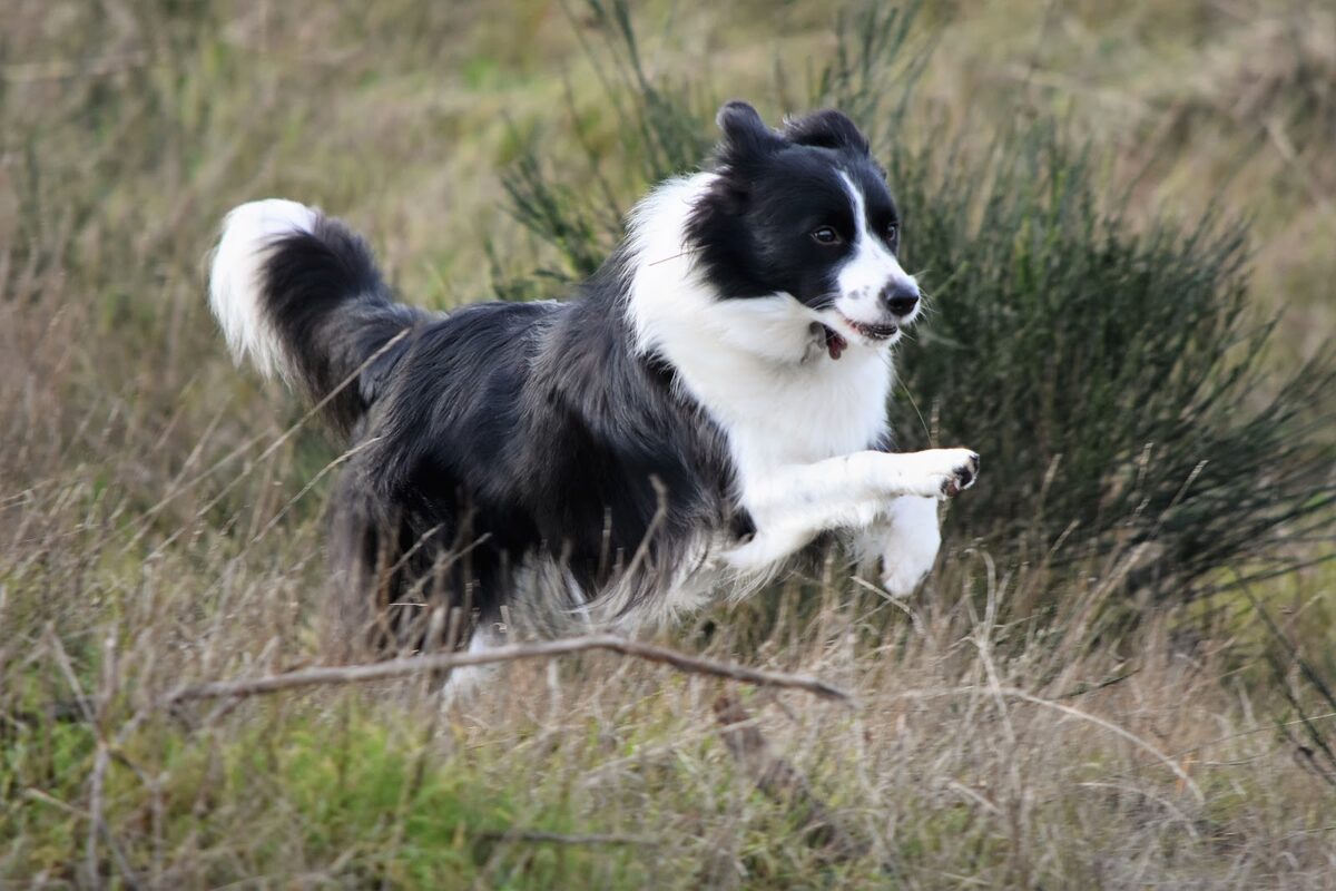 A border collie running across a grassy field