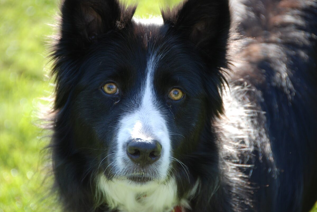 Close-up portrait of a border collie