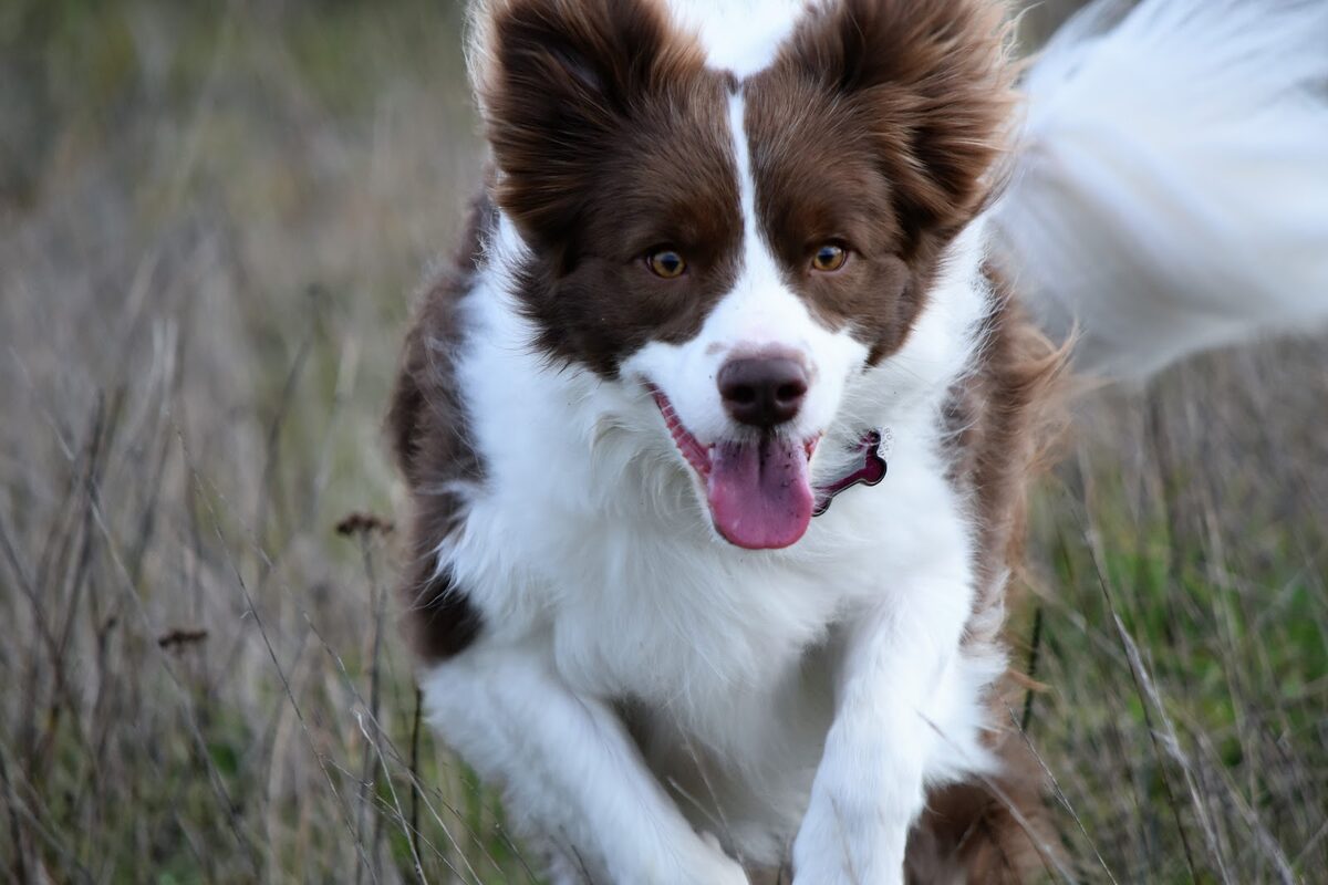 A brown and white border collie running happily through a field