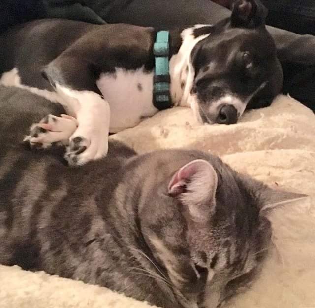 A puppy and a tabby cat napping side by side