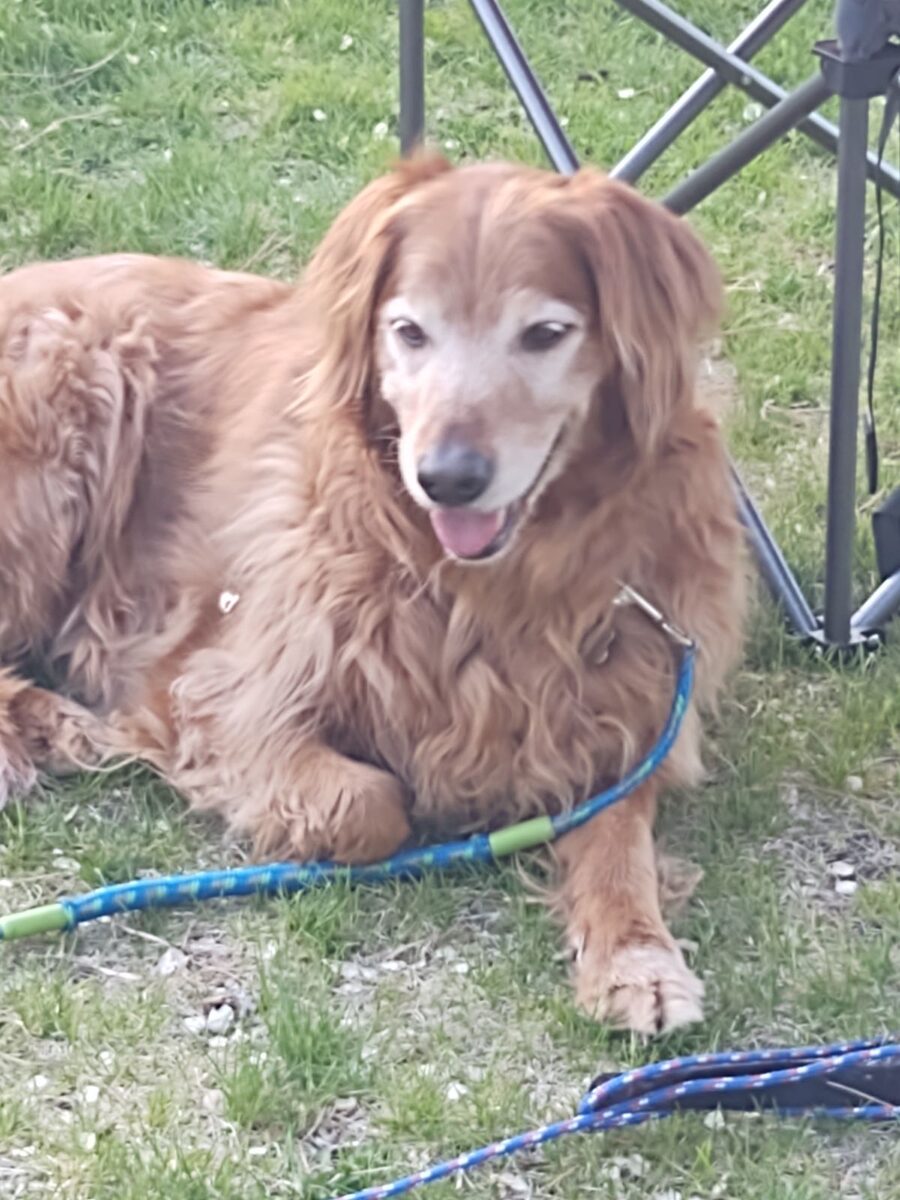 A senior golden retriever resting on the grass