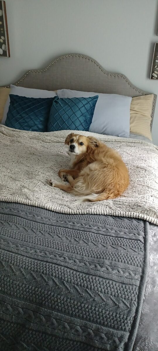 A golden spaniel mix resting on a cozy bed