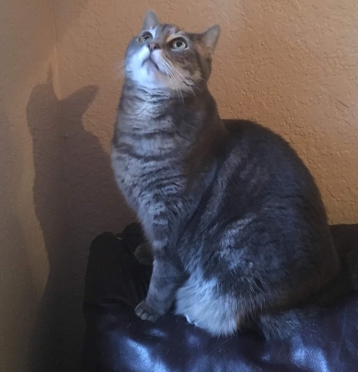 A grey tabby cat sitting in warm light