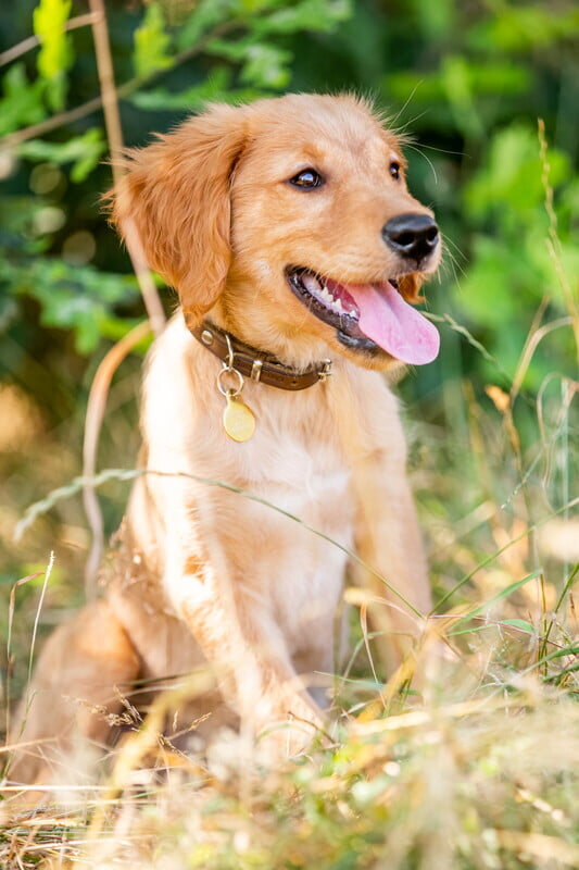A golden retriever puppy sitting in tall summer grass on Whidbey Island